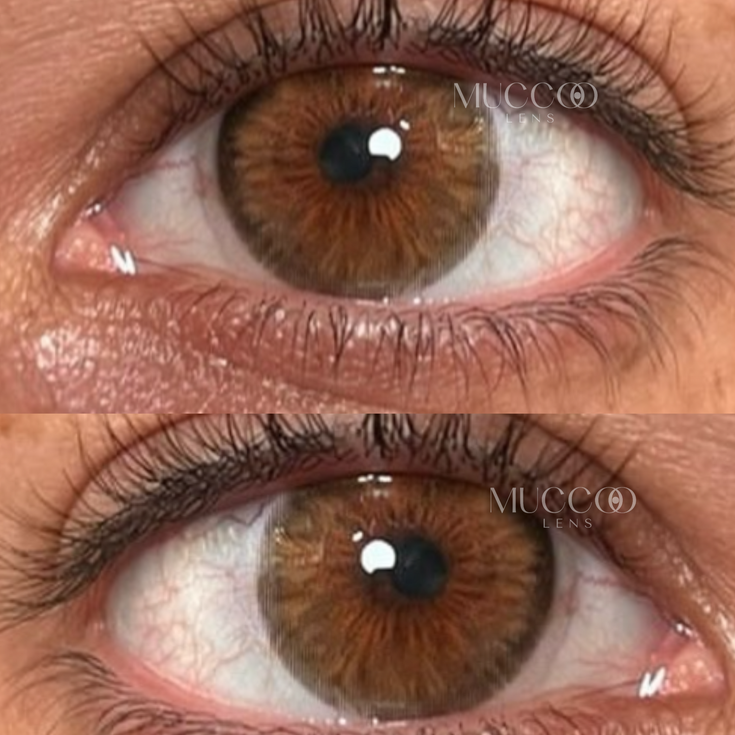 Cleópatra Hazel (Avelã) pupila reduzida anual (caixa com 2 unidades)