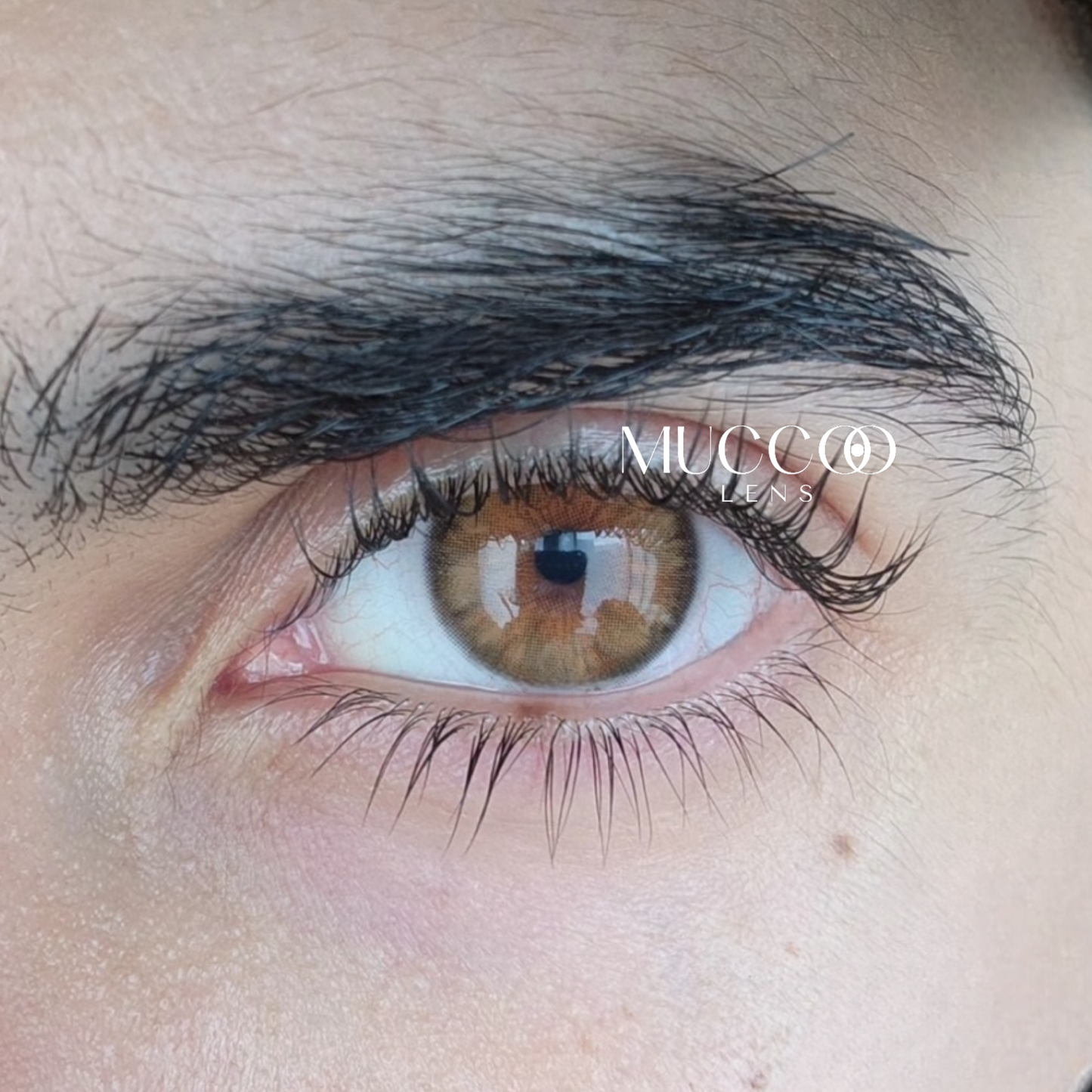 Cleópatra Hazel (Avelã) pupila reduzida anual (caixa com 2 unidades)