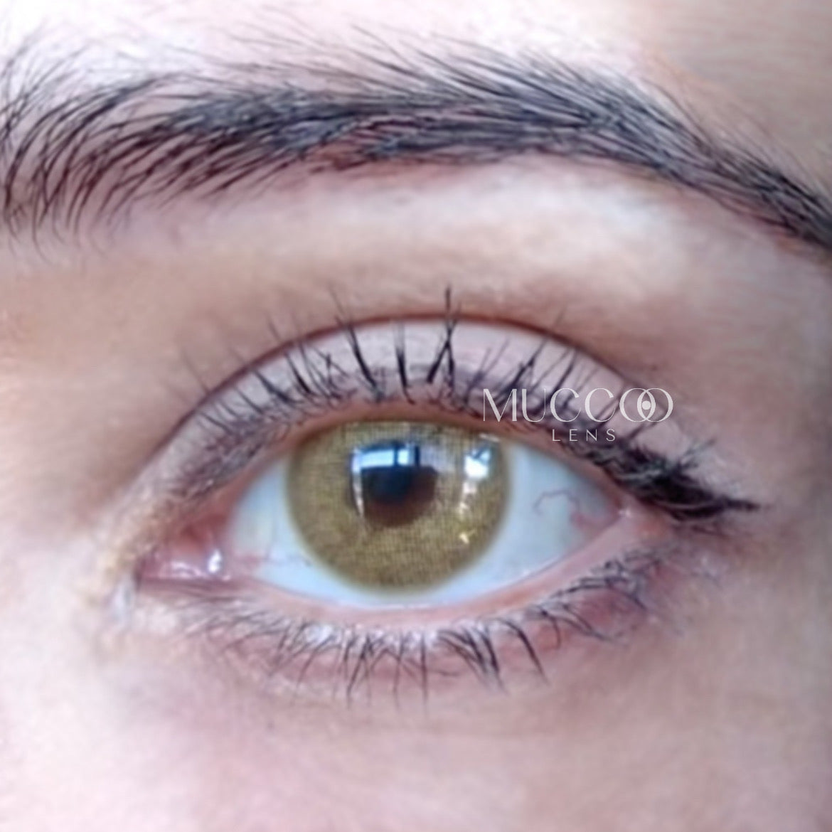 Anual Cloud Castanho (caixa com 2 unidades)