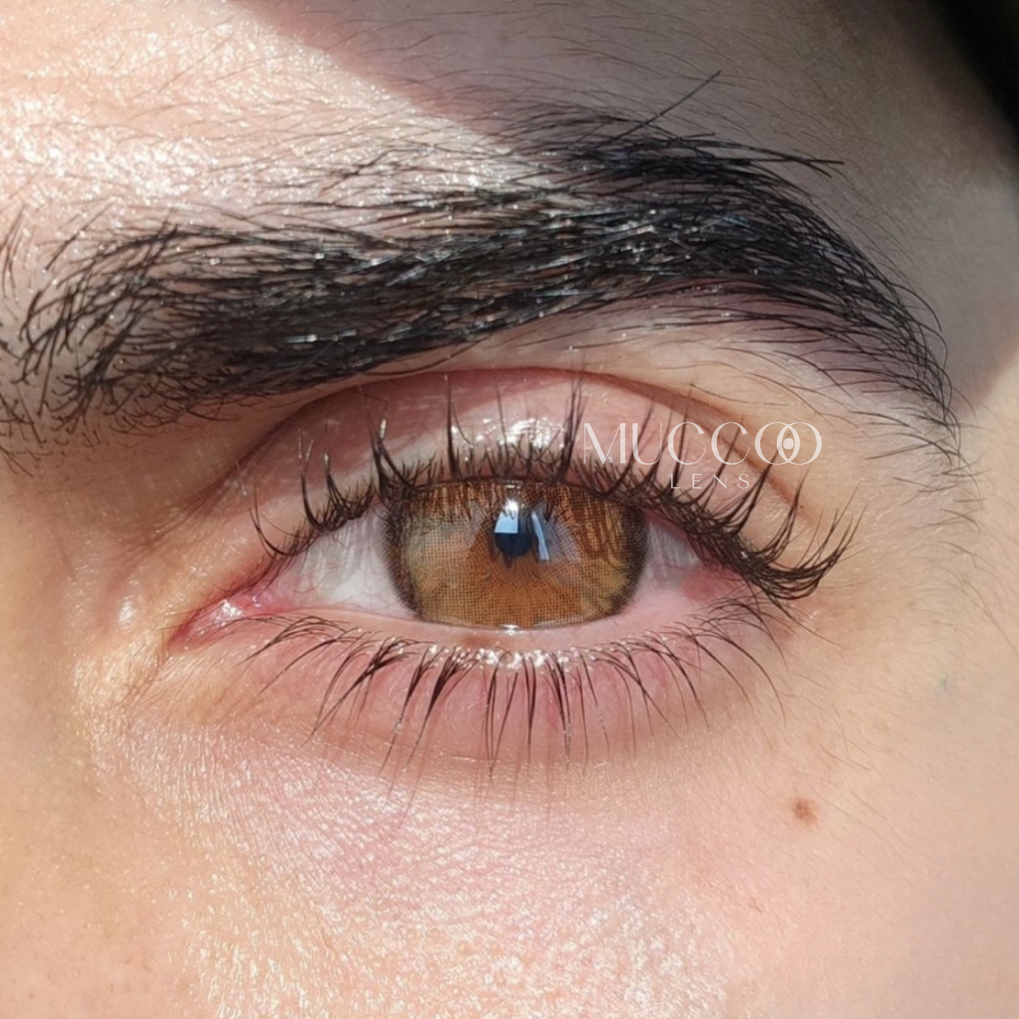 Cleópatra Hazel (Avelã) pupila reduzida anual (caixa com 2 unidades)