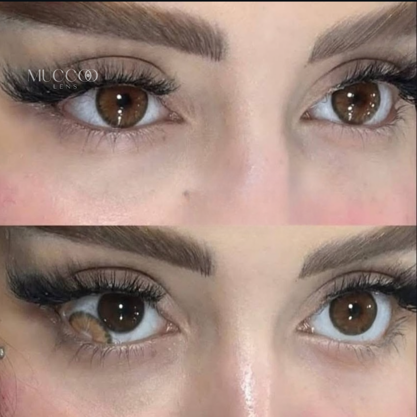 Cleópatra Hazel (Avelã) pupila reduzida anual (caixa com 2 unidades)