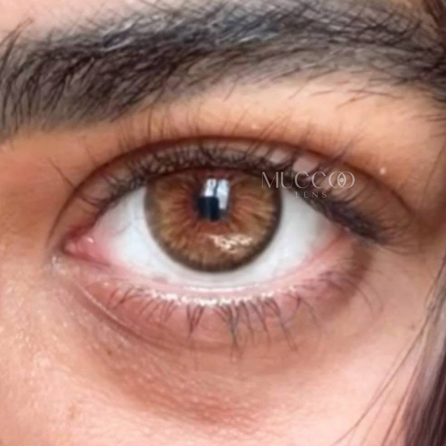 Cleópatra Hazel (Avelã) pupila reduzida anual (caixa com 2 unidades)