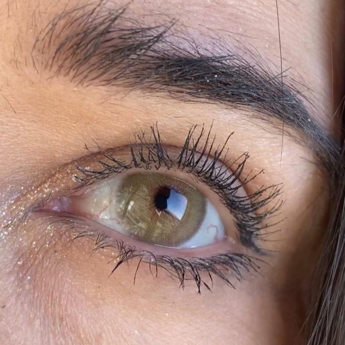 Anual pupila reduzida Angeles N Castanho (caixa com 2 unidades)