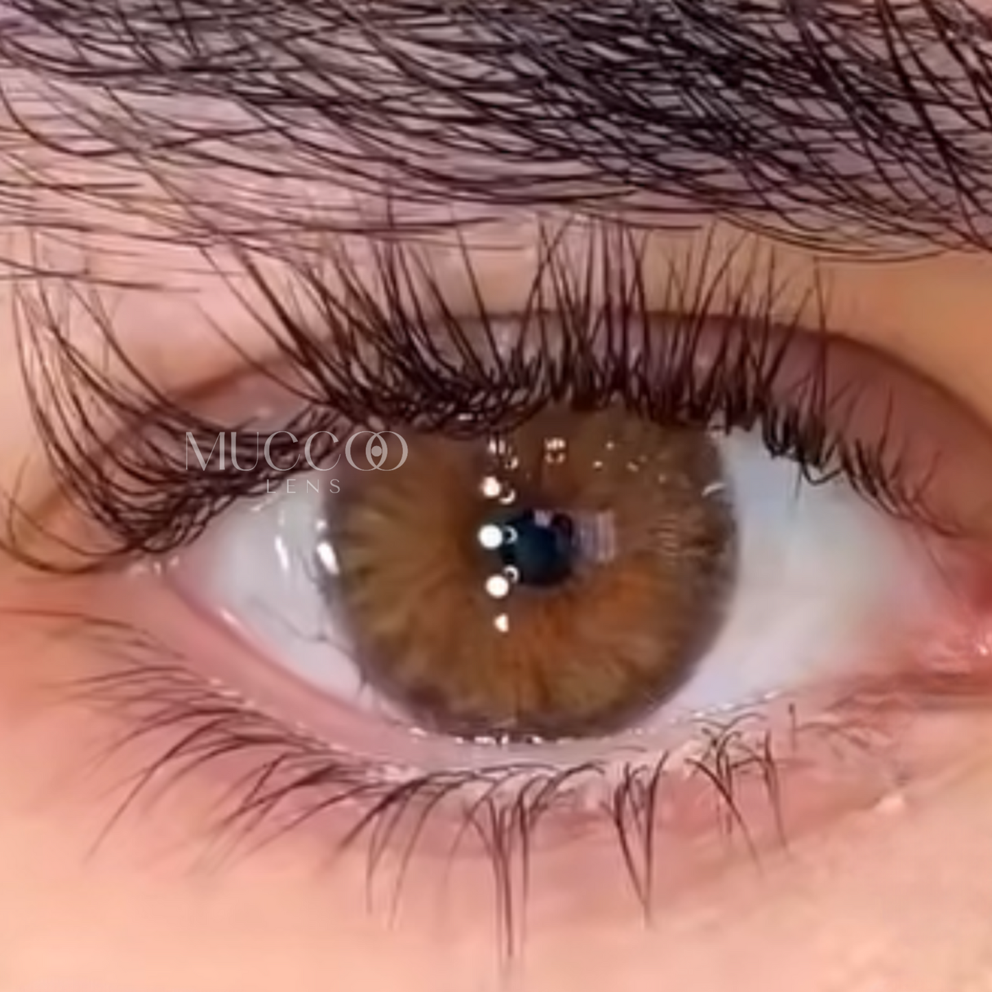 Cleópatra Hazel (Avelã) pupila reduzida anual (caixa com 2 unidades)