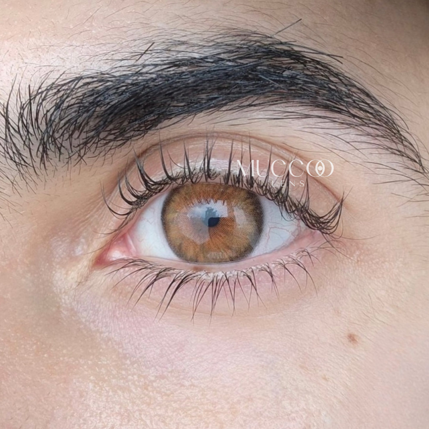 Cleópatra Hazel (Avelã) pupila reduzida anual (caixa com 2 unidades)