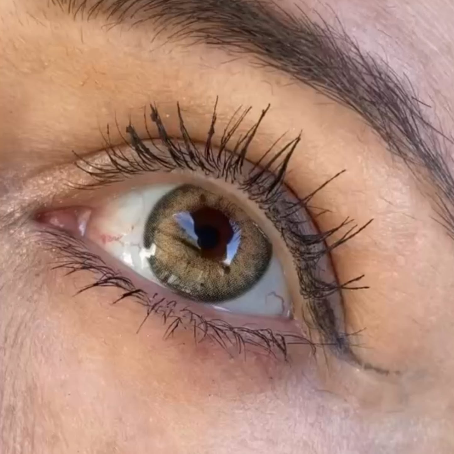 Paradise Castanho Anual (caixa com 2 unidades)